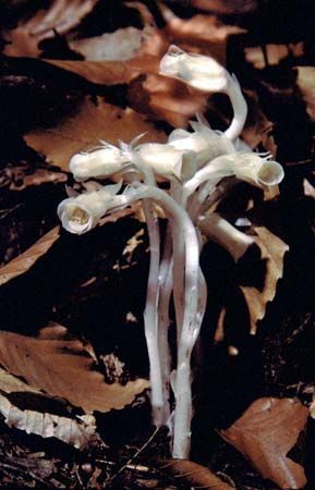 Indian pipe