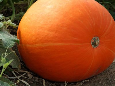 pumpkin