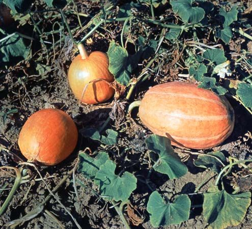 pumpkin