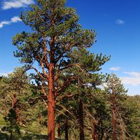 Ponderosa pine