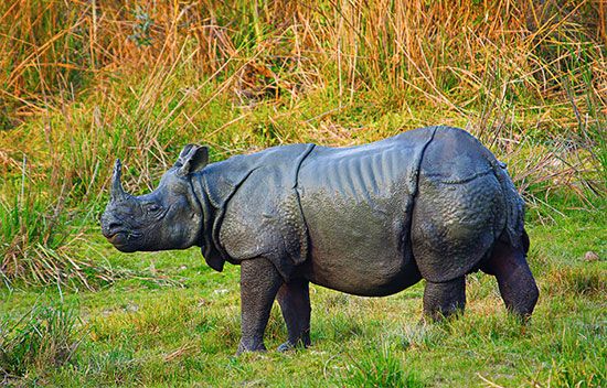 India: Indian rhinoceros