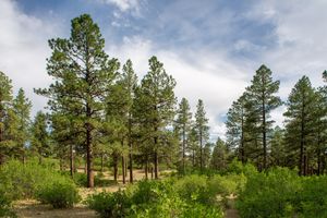 Pine woodland