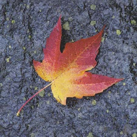 maple leaf in autumn