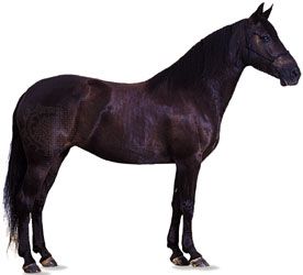 Missouri fox-trotting horse