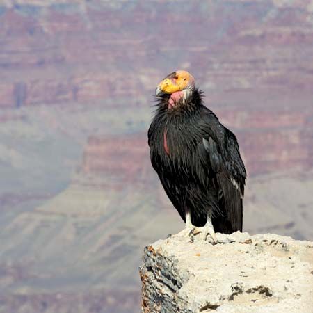 California condor