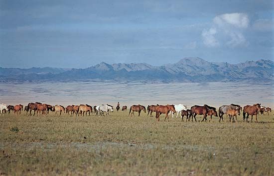 Gobi