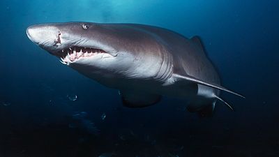 Sand tiger sharks. A sand tiger shark (Carcharias taurus) Aliwal Shoal, Indian Ocean, South Africa in cave. Sand tiger sharks, four sharks belonging to the family Odontaspididae order Lamniformes. Aka blue or grey nurse shark, spotted ragged tooth shark.
