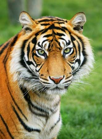 endangered species