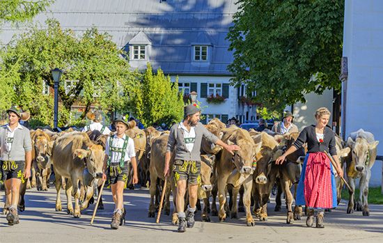 Germany: cattle