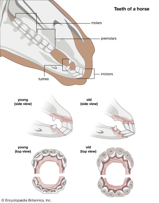 horse teeth
