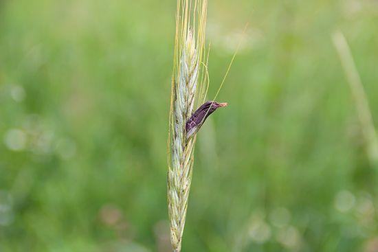 ergot fungus on wheat