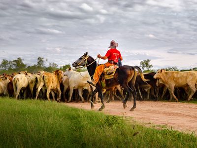 Cattle