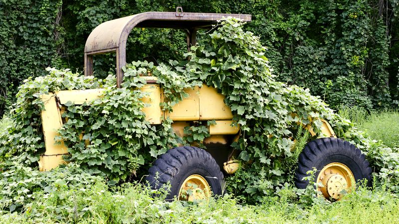 Problems caused by the invasive kudzu vine