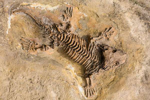 Skeleton fossil record of ancient reptiles in stone.