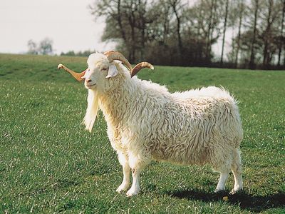 Angora goat