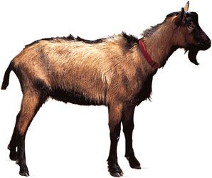 Oberhasli goat.