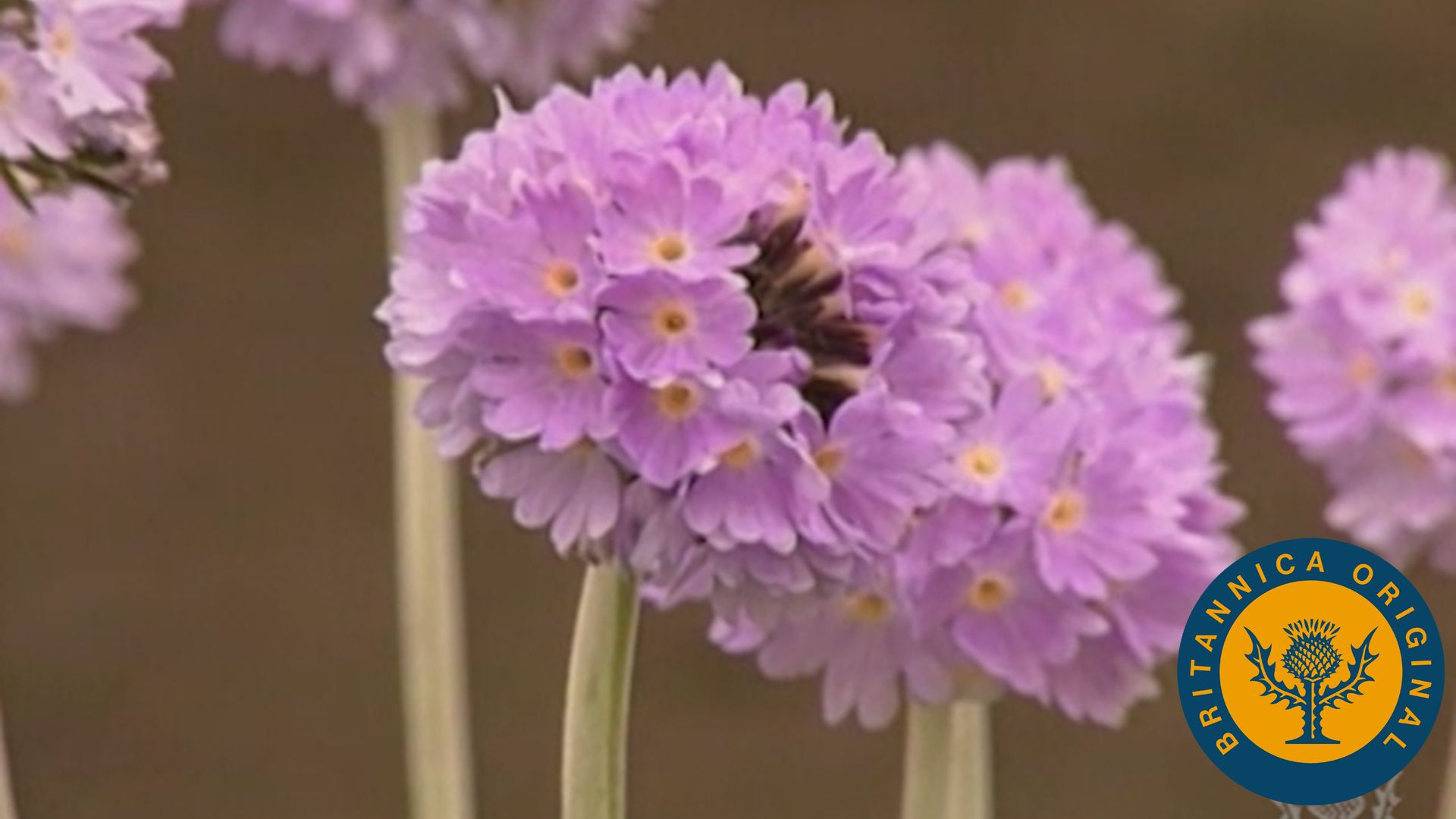 the rise of flowering plants
