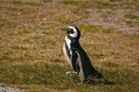 Magellanic penguin