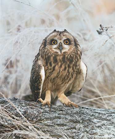 short-eared owl