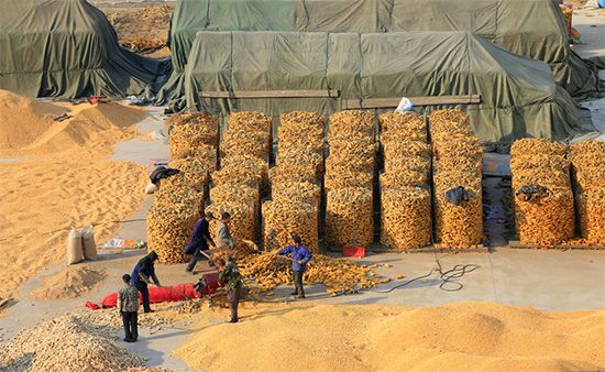 China: drying corn