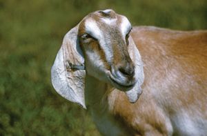 domestic goat