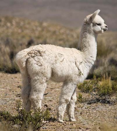 alpaca
