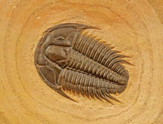trilobite fossil