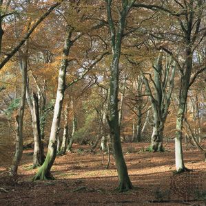Deciduous forest