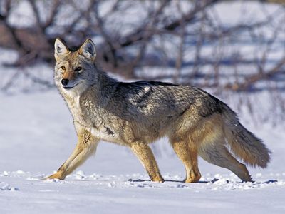 coyote