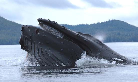 Humpback whale