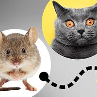 Photo illustration of a mouse, a cat, and a wedge of Swiss cheese with a black dotted path connecting the mouse to the cheese, but skipping the cat.