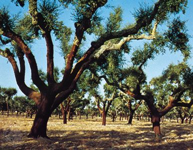 cork oak trees