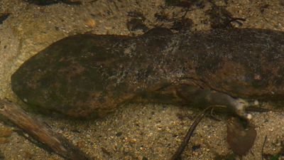 Size and eating habits of Japan's giant salamanders