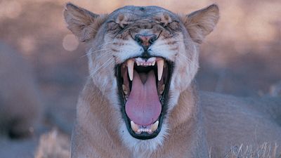 Lion (panthera leo)