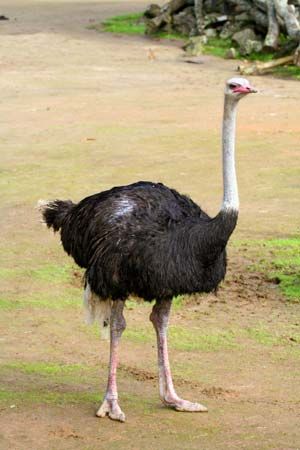 ostrich