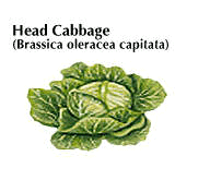 common cabbage