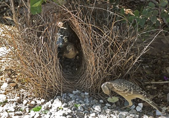 great bowerbirds