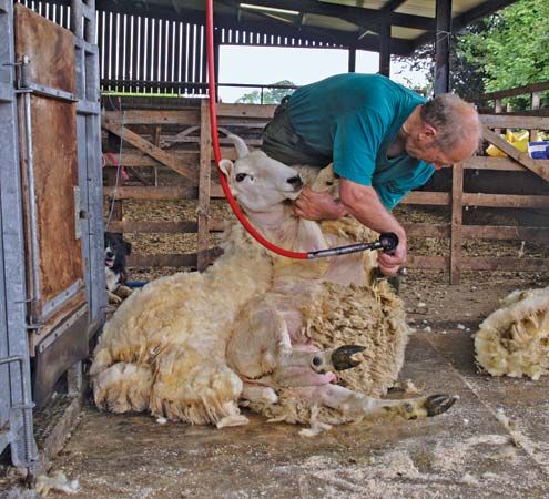 Australia: wool