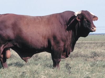 Santa Gertrudis bull