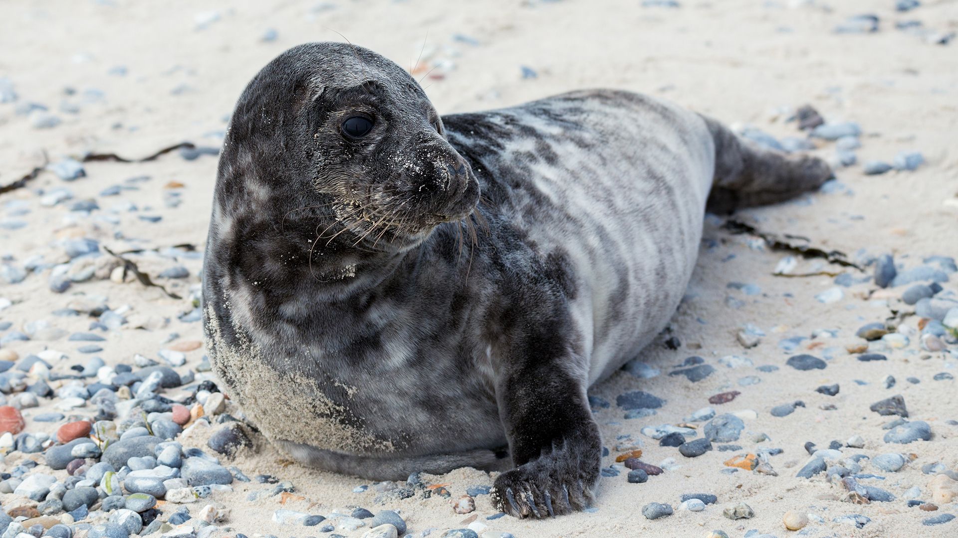 gray seal