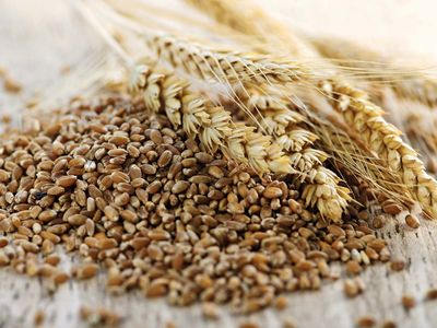 triticale