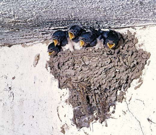 common swallow nest