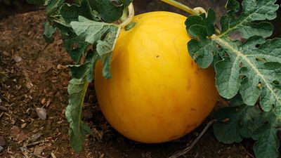 The gourd family: Melons, squashes, and cucumbers