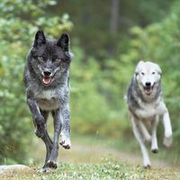 Gray wolf. Grey wolf. Timber wolf. Canis lupus. Canidae. Wolves. Two gray wolves running in forest near Golden, British Columbia, Canada.