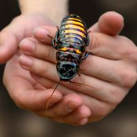Madagascar hissing cockroach
