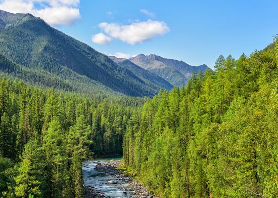 Boreal forest