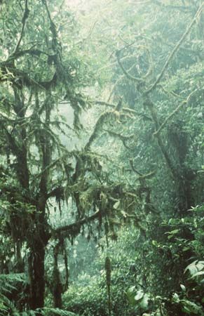 Monteverde Cloud Forest
