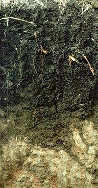 Phaeozem soil profile