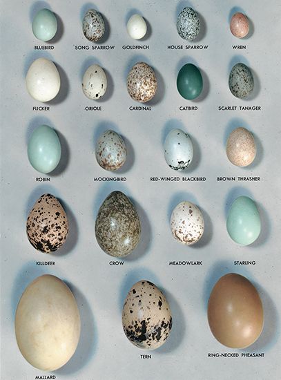 bird eggs