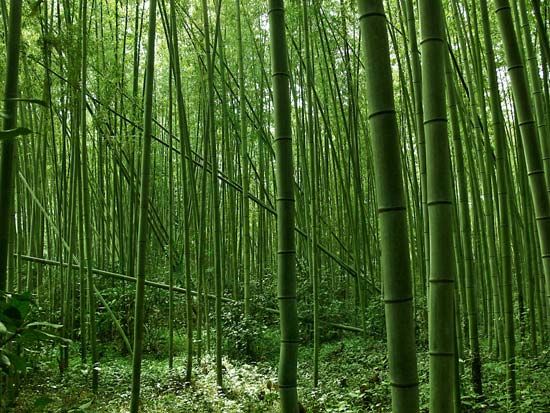 Japan: bamboo grove